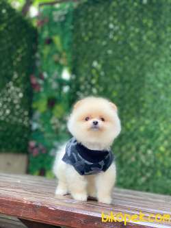 Minik Pomeranian Bebeklerimmm