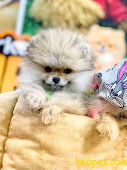 Minik Pomeranian Yavrular 1