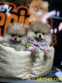 Minik Pomeranian Yavrular 3