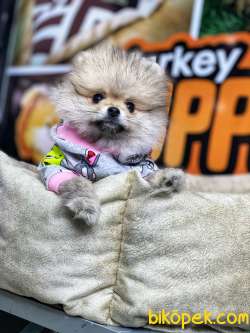 Minik Pomeranian Yavrular 2