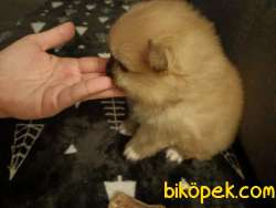 Minik Pomeranian Yavrular Rezerveye Açık 3