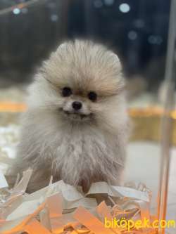 Minik Pomeranian Yavrularımız 1