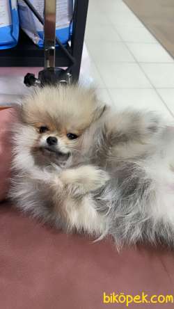 Minik Pomeranian Yavrularımız 2