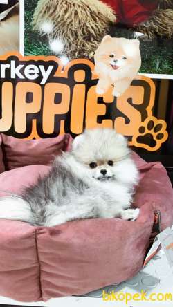 Minik Pomeranian Yavrularımız 3