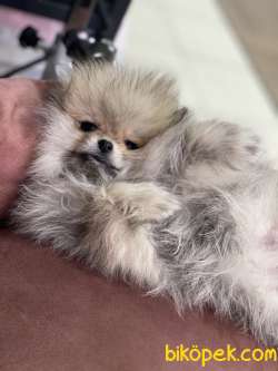 Minik Pomeranian Yavrularımız 4