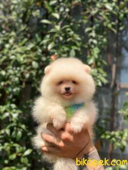 Minik Pomeranian Yavrumuz Panda 2