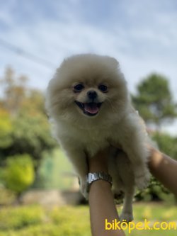 Minik Pomeranianboo Dişi 5
