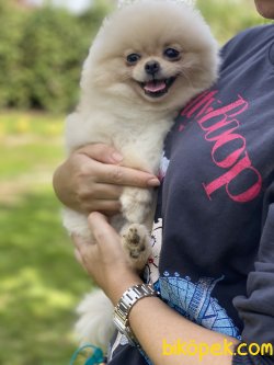 Minik Pomeranianboo Dişi 2