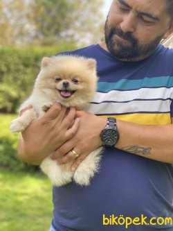 Minik Pomeranianboo Dişi 1
