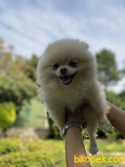 Minik Pomeranianboo Dişi 3