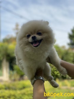 Minik Pomeranianboo Dişi 4