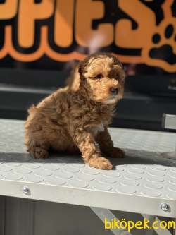 Minik Redbrown Gerçek Toypoddle 3