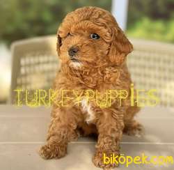 Minik Redbrown Gerçek Toypoddle 1