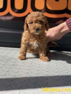 Minik Redbrown Gerçek Toypoddle 2