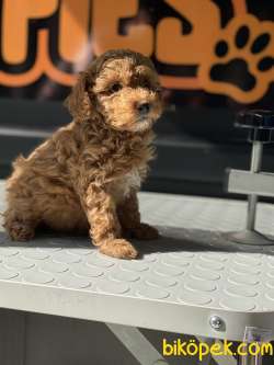 Minik Redbrown Gerçek Toypoddle 4