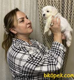 Minik Sevimli Harika Maltese Terrier Yavrularımız 3