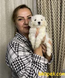 Minik Sevimli Harika Maltese Terrier Yavrularımız 4