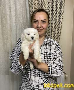 Minik Sevimli Harika Maltese Terrier Yavrularımız 1