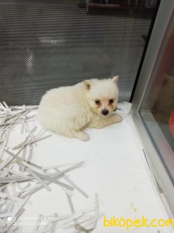 Minik Spitz Yavrular 3
