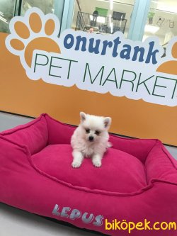 Minik Spitz Yavrular 1