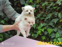 Minik Spitz Yavrular 2