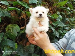 Minik Spitz Yavrular 1