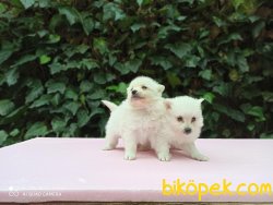 Minik Spitz Yavrular 3