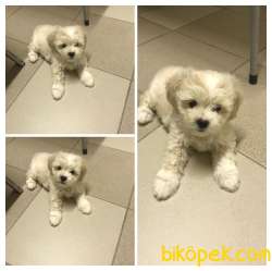 MİNİK TATLI MALTİPO 1