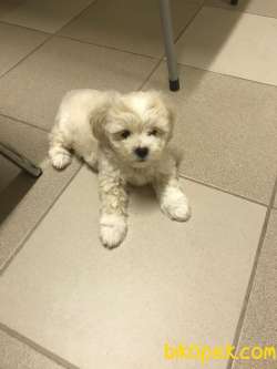 MİNİK TATLI MALTİPO 3