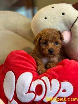 MİNİK TOY POODLE YAVRULARI