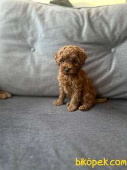 MİNİŞ TOY POODLE YAVRULARI 2