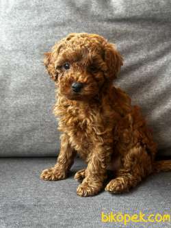 MİNİŞ TOY POODLE YAVRULARI