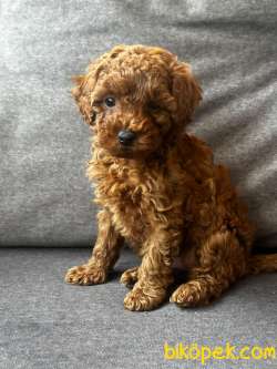 MİNİŞ TOY POODLE YAVRULARI 3