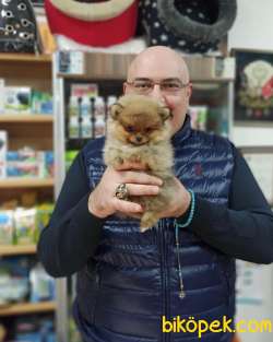 Minnak Pomeranian Yavrusu Dişi Takdire Şayan 3