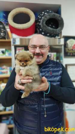 Minnak Pomeranian Yavrusu Dişi Takdire Şayan 1