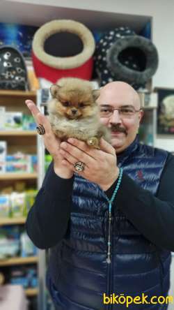 Minnak Pomeranian Yavrusu Dişi Takdire Şayan 4