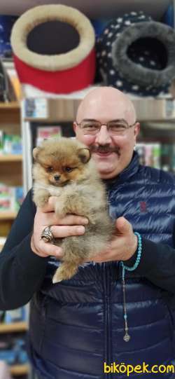 Minnak Pomeranian Yavrusu Dişi Takdire Şayan 2