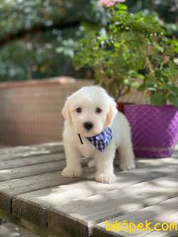 Minnoş Maltese Terrier Yavrumuz 3