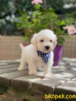Minnoş Maltese Terrier Yavrumuz 2