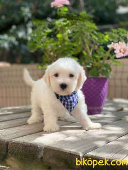 Minnoş Maltese Terrier Yavrumuz 4