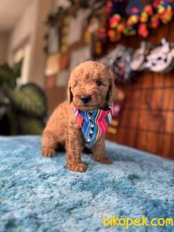 MİNNOŞ OYUNCAK TOY POODLE 2