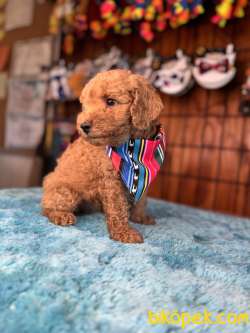 MİNNOŞ OYUNCAK TOY POODLE 4