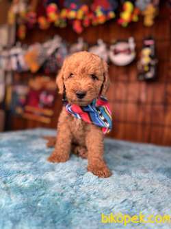 MİNNOŞ OYUNCAK TOY POODLE 1