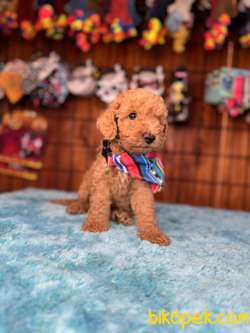 MİNNOŞ OYUNCAK TOY POODLE 3