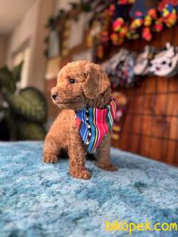 MİNNOŞ OYUNCAK TOY POODLE 5