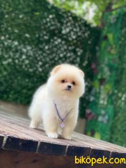 Minnoş Pomeranian Bebeklerimm 5