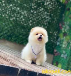 Minnoş Pomeranian Bebeklerimm 3