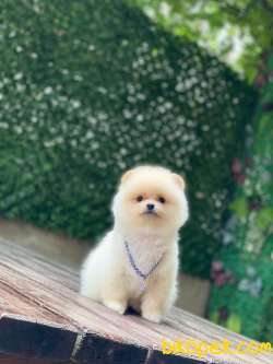 Minnoş Pomeranian Bebeklerimm 2