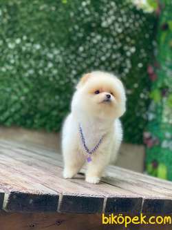 Minnoş Pomeranian Bebeklerimm