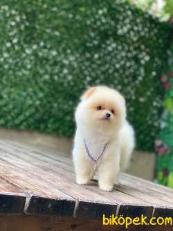 Minnoş Pomeranian Bebeklerimm 4